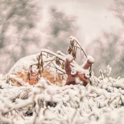 winter is coming...