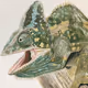 CRYPTO Chameleon Collections