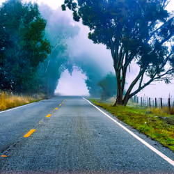 Fogtography #6