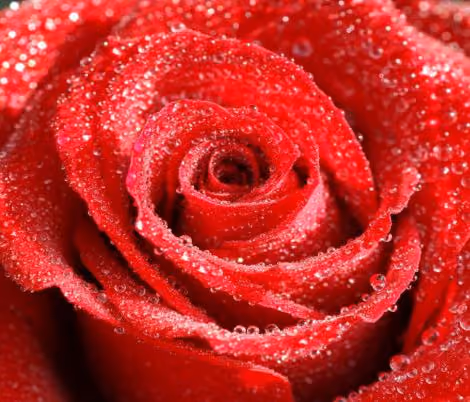 flower 6