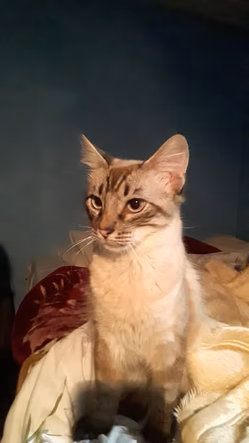 Item #3622642278542405931051604947493400130012859062724355132994736142385237983233 Media