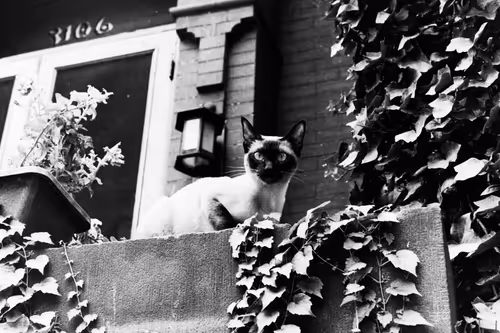 Item #103869953884735727563221393256320645863605690120870363676987596979666635718657 Media