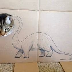 ChippyKat