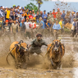 013 - Pacu Jawi (Ox Racing)