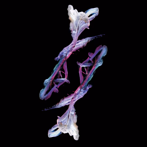 Diatomorigins