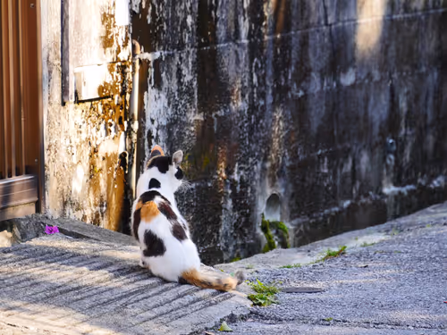 Item #55455677318123595031509472603724202920888355633279889545160944739205242683393 Media