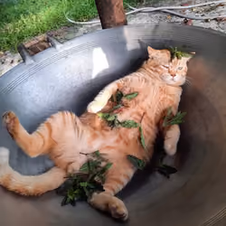 Foodie cat on wok