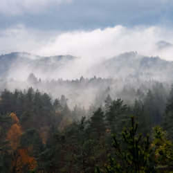VANISHED IN THE FOG