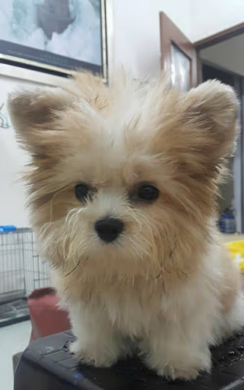 Item #21607923784025543658024067331009769919395041958272689574271021073782389342209 Media