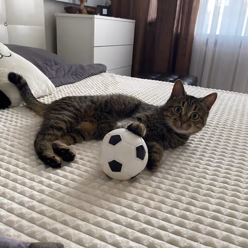 Untitled Collection #455370664