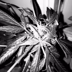 Alien Lifeform
