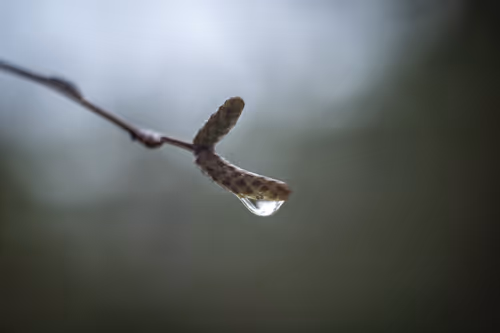 Item #59259199848972023857732761646304634361280699770576024418514166909167120416769 Media