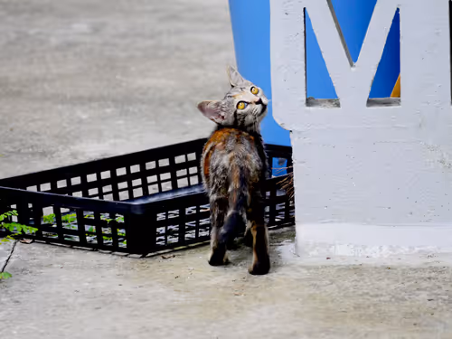 Item #55455677318123595031509472603724202920888355633279889545160944708418917105665 Media