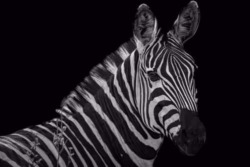 Item #47283985541212383622854558210808403348987153639126174698538946835727421276161 Media