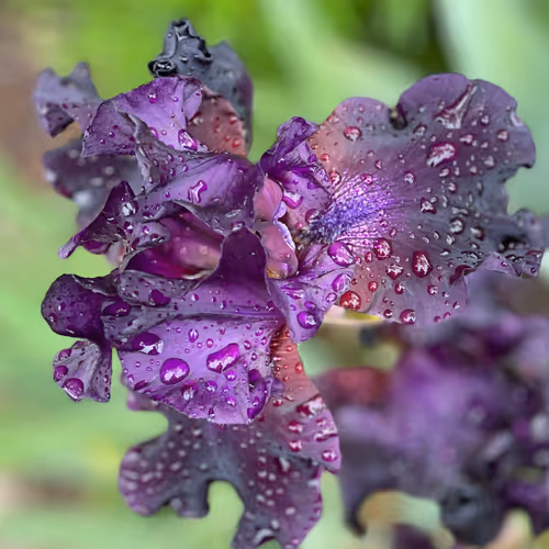 Item #1016150161625918192633671563975848473053404478538428690861967372525391314945 Media