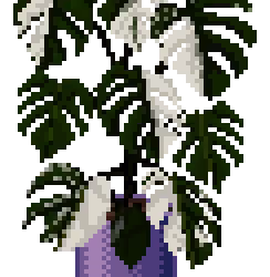 Monstera Deliciosa Albo Variegata
