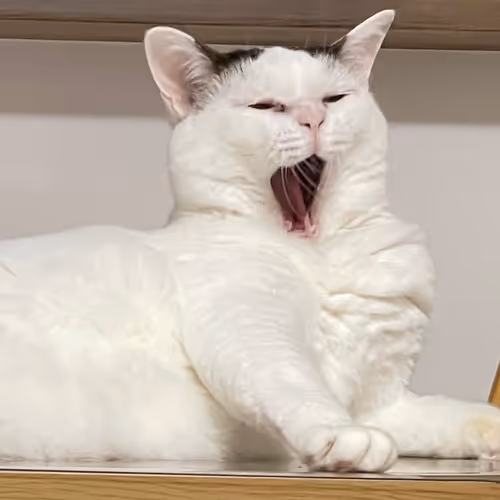 Untitled Collection #33607820