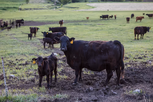 Item #105108968273960866109947422683790872304788769050520300270588279168683653201921 Media