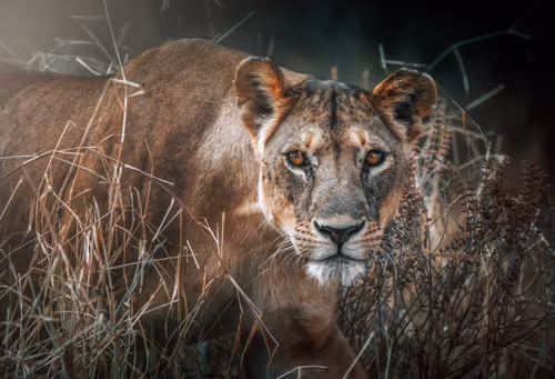 Item #46146454175190830687847236221543248864679735900060228179798027779198997757953 Media