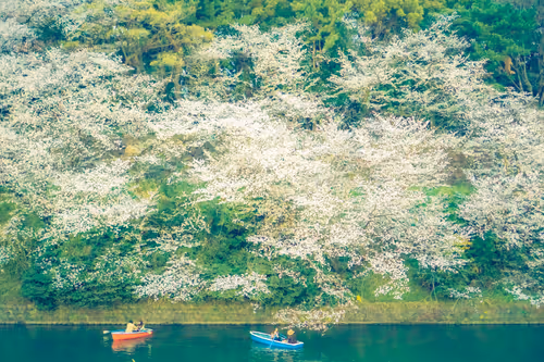 Item #87724672545568216492349628543176573267958151988335217142690977299326692229121 Media