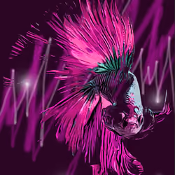 Siamise Fighter Fish #6