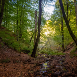 Early Autumn