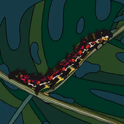 Caterpillar 009