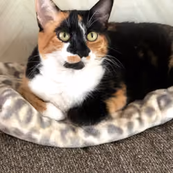 Calico Felines Forever