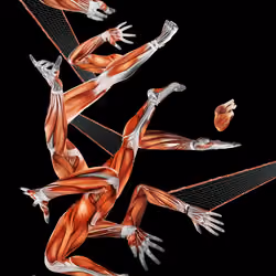 Basketball Bodies 