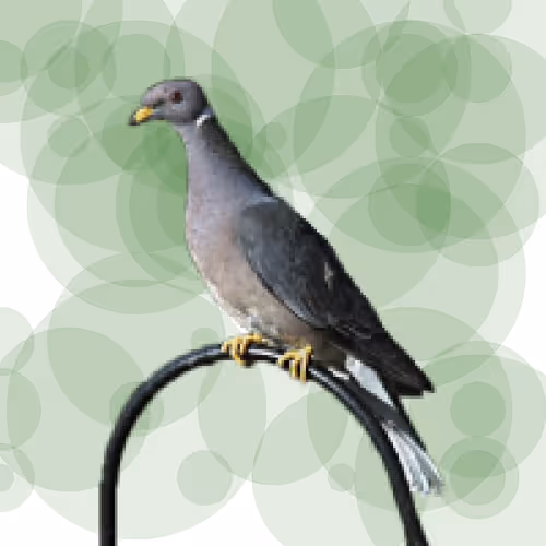 Item #44224140947385297080294490486331546758837636797201957936873602930729935699969 Media