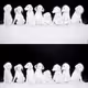 88366070877815630621842873588918397446469388391389798704568691378100874772481