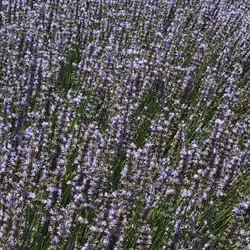 Lavender field on Koroshegy, in Hungary #10