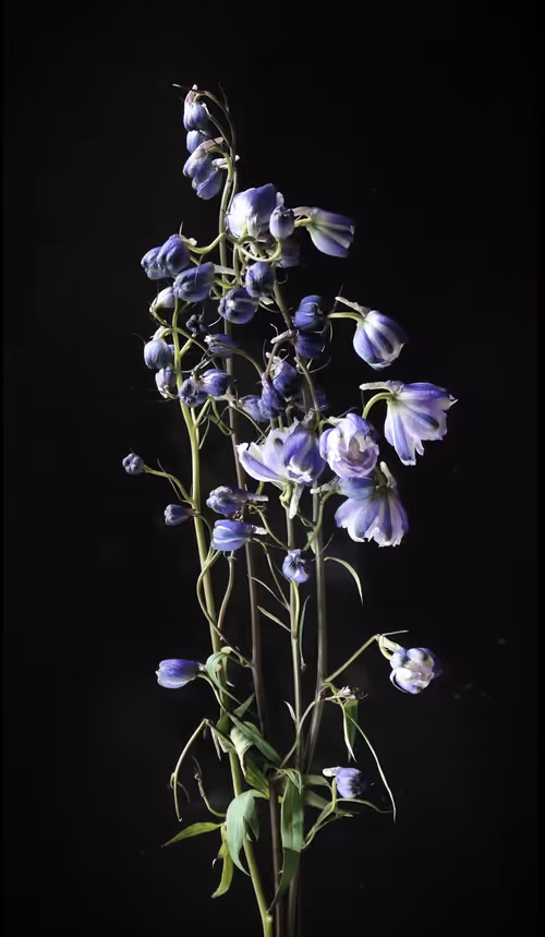 Item #89907656702044614453321074325488619524252991044225286845467716143169199407105 Media