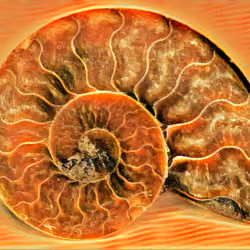 Ammonoidea