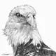 Unique Animal Drawing