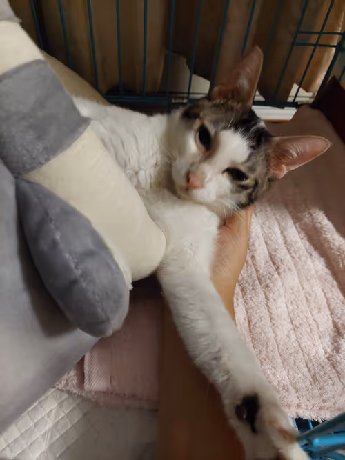 Item #99936926881834722245494880846447902772970396691943269501904837350589418438657 Media