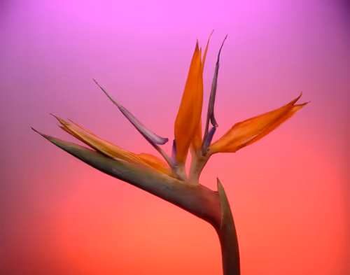 Item #78290859564487950582035157187154512379100989933844946097788898160263806582785 Media