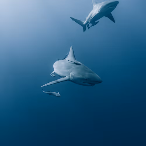 Underwater Explorers Collection