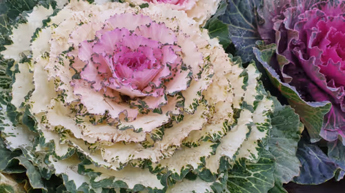 Item #105288803146246383568198026595242847884682393867054726493611635573905405509633 Media