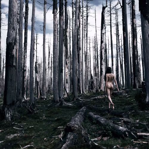 【#2】"黑暗森林"/"Dark Forest