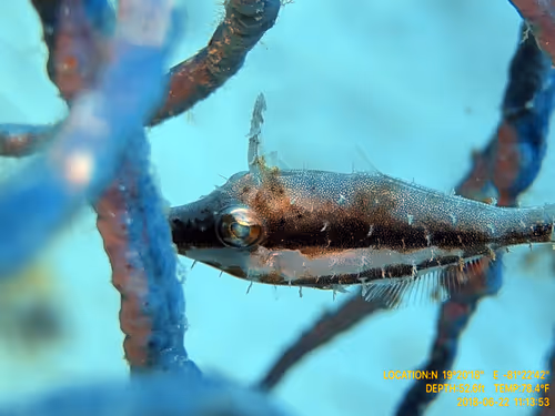 Item #80965803268169370603932631570667161375508893671094224909166964267849923690497 Media