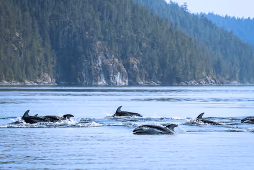 Wildlife of the Salish Sea