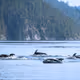 Wildlife of the Salish Sea