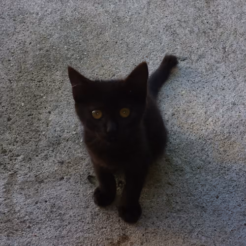 BBlackitty