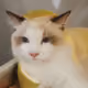 25883556223854087638727520277499997243727858747476730597855518408404719632385