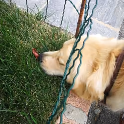 He sniff