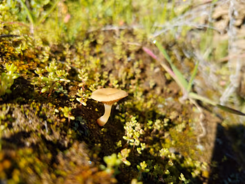 Item #96609711379462570372179704123957573953975203103443672508520211960159530909697 Media