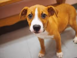dog-dog