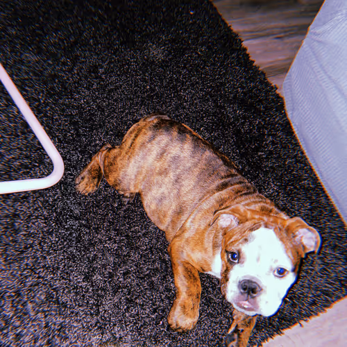 Bella