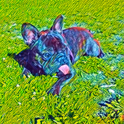 Tikkity Boo grass relaxing #2